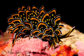 nudibranch-hell-yeah-jpg